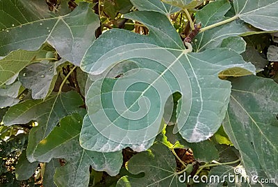 Fig tree with big leaves and fruit on a sunny day Stock Photo