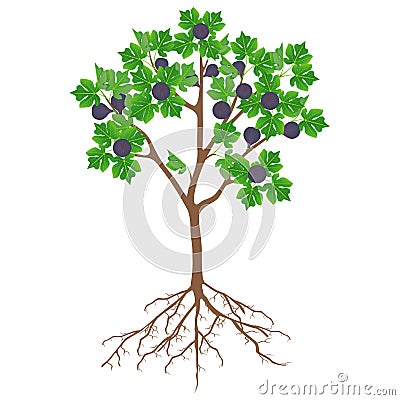 Fig tree with fruit and roots on a white background. Vector Illustration