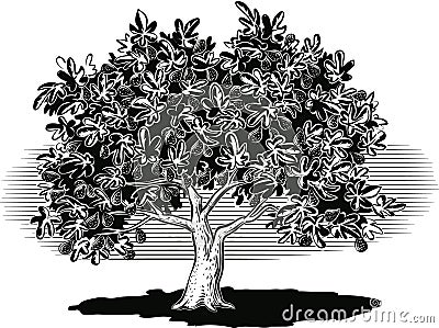 Fig tree laden with ripe fruit. Vector Illustration