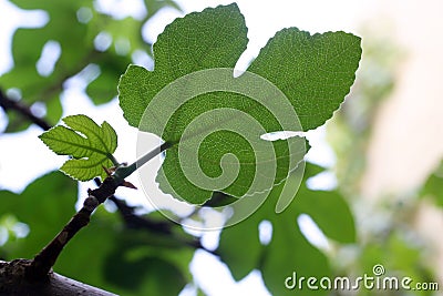 Fig tree leaf Stock Photo