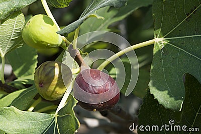 Fig on tree between the leaves Stock Photo