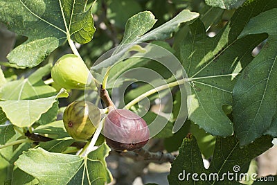 Fig on tree between the leaves Stock Photo