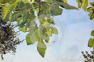 Fig tree leaves on blue sky background. With copy space. Stock Photo