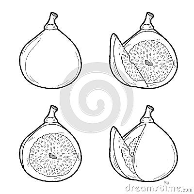 Fig Vector Illustration