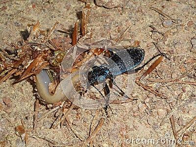 Fight of a big black bug beetle with a slug Stock Photo