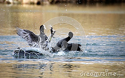 Fight of eurasian coots Stock Photo