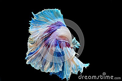 Fight fish halfmoon fancy Stock Photo