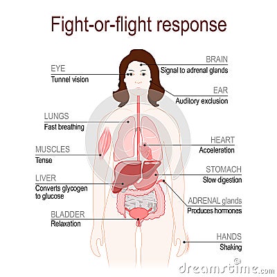 Fight-or-flight response. stress response system Vector Illustration