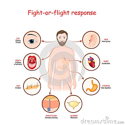 Fight-or-flight response Vector Illustration