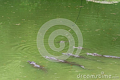 Fight for food-crocodile-Crocodylus siamensis Stock Photo