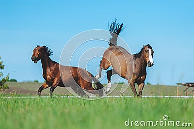 Fight horses Stock Photo