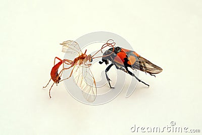 Fight of insects Stock Photo
