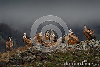 Fight jackal with Group of vultures. Griffon Vulture, Gyps fulvus, big birds of prey sitting on the rocky mountain, nature habitat Stock Photo