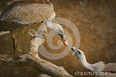 Fight over Food Stock Photo