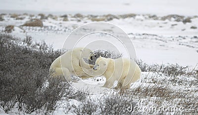 Fight of polar bears. 1 Stock Photo