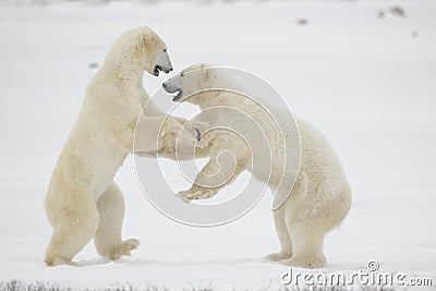 Fight of polar bears. 11 Stock Photo