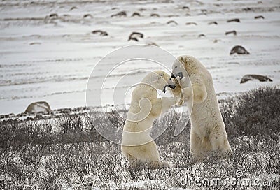 Fight of polar bears. 17 Stock Photo
