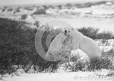 Fight of polar bears. 3 Stock Photo