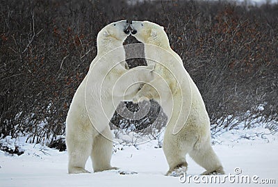 Fight of polar bears. Stock Photo