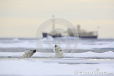 Fight of polar bears in water between drift ice with snow, blurred cruise chip in background, Svalbard, Norway Stock Photo