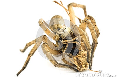 Fight spider with a grasshopper Stock Photo