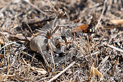 Fight between spider and wasp on dry grass Stock Photo