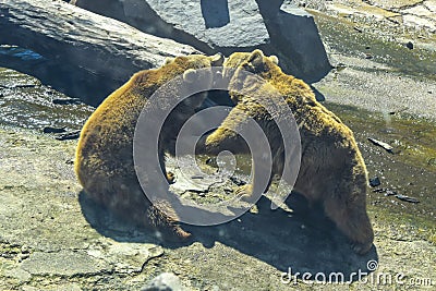 Fight of two bears on stones rocks Stock Photo