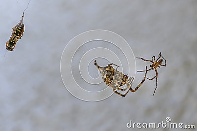 Fight between two differently sized spiders Stock Photo