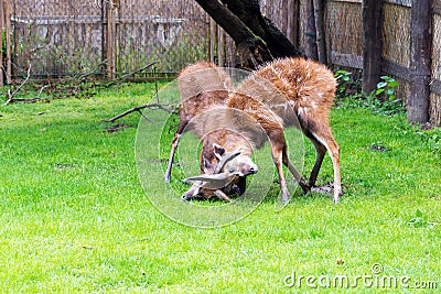 A fight between two male antelope Sitatunga Stock Photo