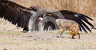 Fight between vulture and wild dog in Africa Stock Photo