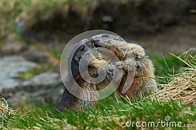 Fighting animals Marmot, Marmota marmota, in the grass with nature rock mountain habitat, Alp, France Stock Photo