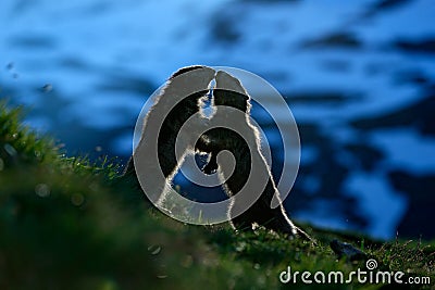 Fighting animals Marmot, Marmota marmota, in the grass with nature rock mountain habitat, with morning back light, Alp, France Stock Photo