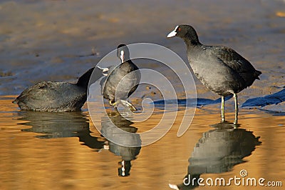 Fighting birds Stock Photo