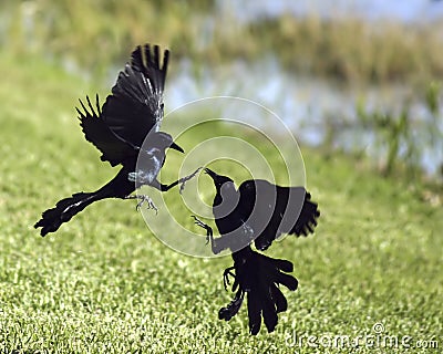 Fighting black birds Stock Photo