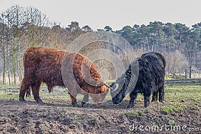 Fighting black and brown scottish highlander cow and bull Stock Photo