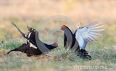 Fighting Black Grouses Stock Photo