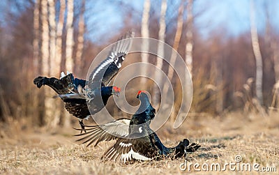 Fighting Black Grouses Stock Photo