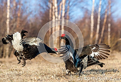 Fighting Black Grouses Stock Photo