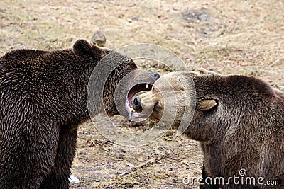 Fighting brown bear Stock Photo