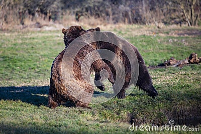 Fighting brown bears by the water Stock Photo