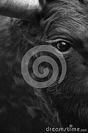 Fighting bull head detail in black and white Stock Photo