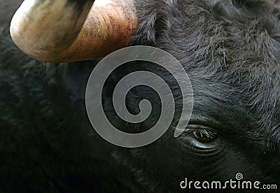 Fighting bull head detail in horizontal format Stock Photo