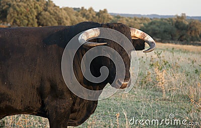 Fighting bull portrait. Breeding Stock Photo