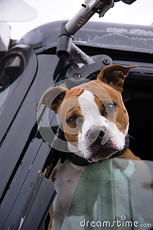 The dog in the semi truck window is true friend of fellow travel Stock Photo