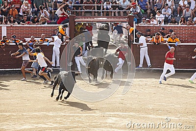 Fighting bulls running the arena. Encierros San Sebastian Reyes Editorial Stock Photo