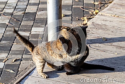 Fighting cats on the street are black and gray. Stock Photo