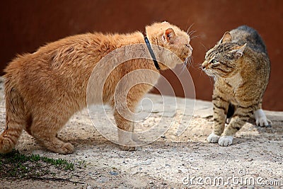 Fighting cats Stock Photo