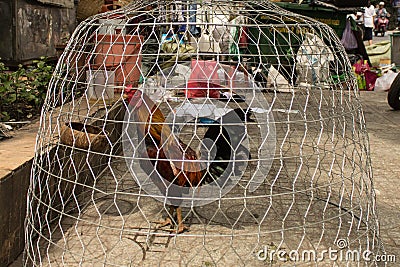 Fighting in cage on the street Stock Photo