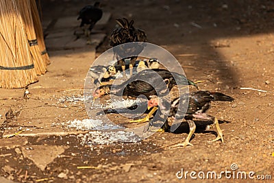 Fighting cocks is eating waste food on the grass Stock Photo