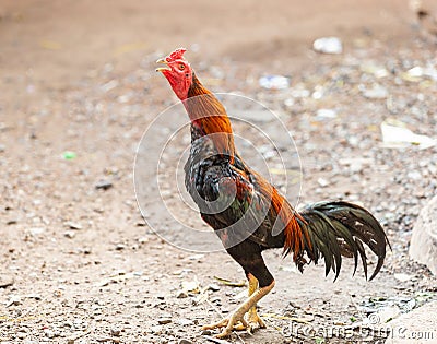 Fighting cocks is eating waste food on the grass Stock Photo